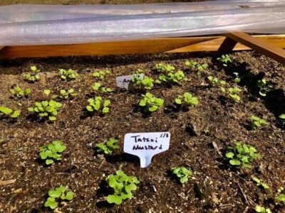 The Lifecycle of the Mustard Seed Image